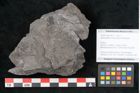 Foto (Objekt + Etikett) von Sphenopteris hoeninghausi Brongniart (NHMW-GEO-2024-0188-10813)